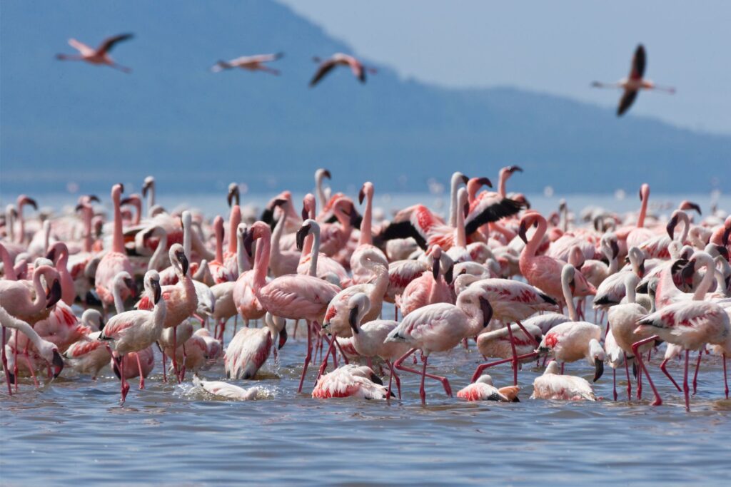 Lac Nakuru | Samburu et Aberdare